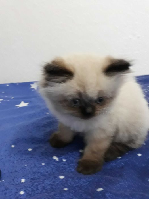 Гималайский кот, мальчик