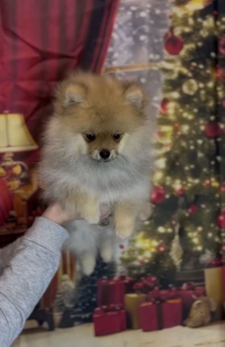 Щенки померанского шпица