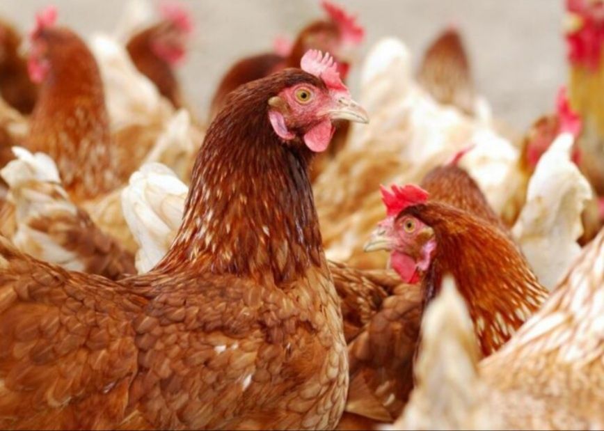 Kura kury Rosy naturalne ekologiczne kury pisklaki kury Rosy