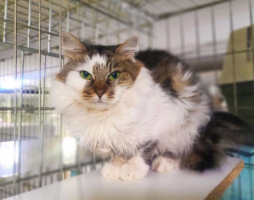 Ніжна пухнаста красуня-кішка Джуля з чарівними очима 3 р кошка кішечка