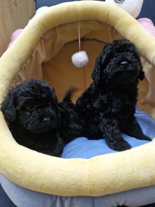 Pudel miniaturowy/toy szczeniak pełen uroku.