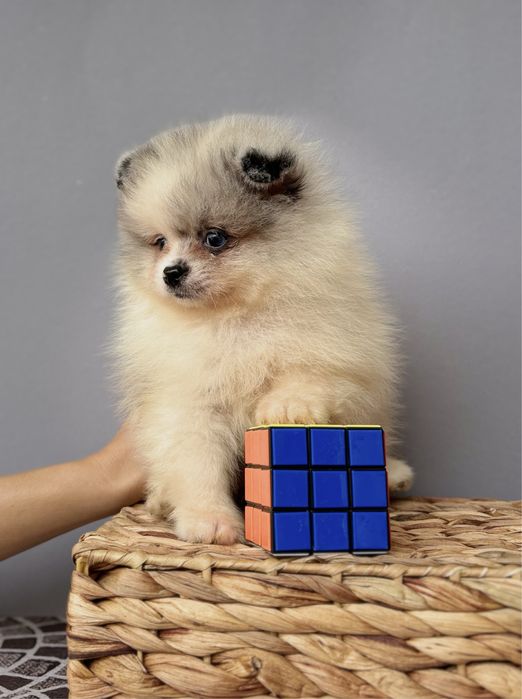 Блакитноокий померашка