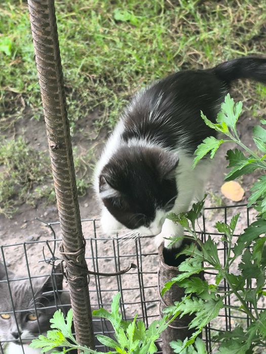Віддам кішку 3 місяці, безкоштовно