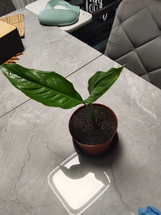 Спатіфіліум жіноче щастя