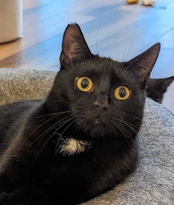 Fajny czarny kotek Węgielek, 2 lata, wykastrowany