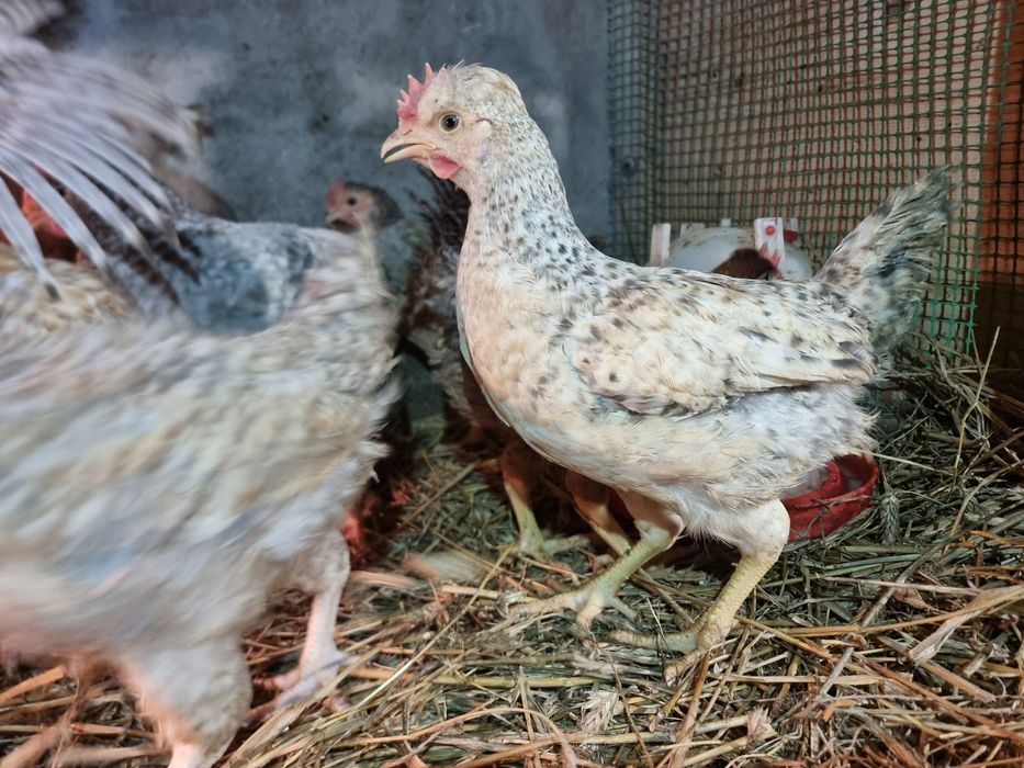 Koguty, kogutki Green Shell