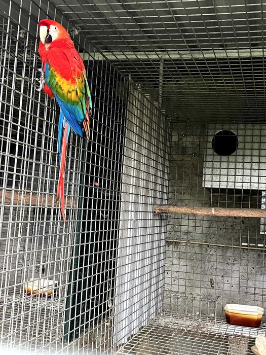 Araras Araraunas e Macau