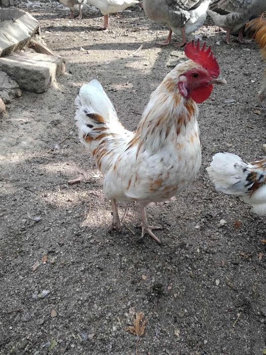 Garnizes crescidos Machos