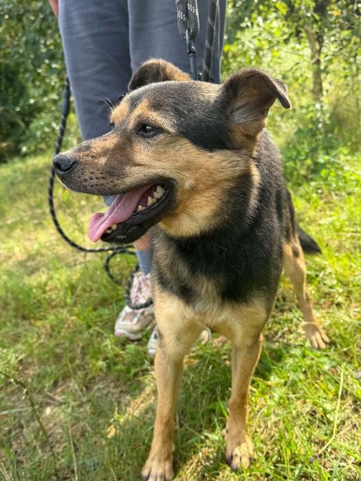 Niby bury, a jednak wesoły - mały Burek do adopcji