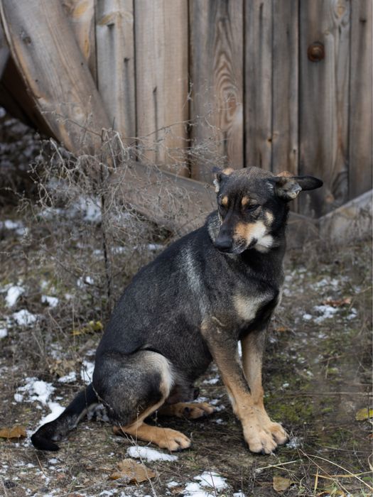 Ідеальний собак Вухасик