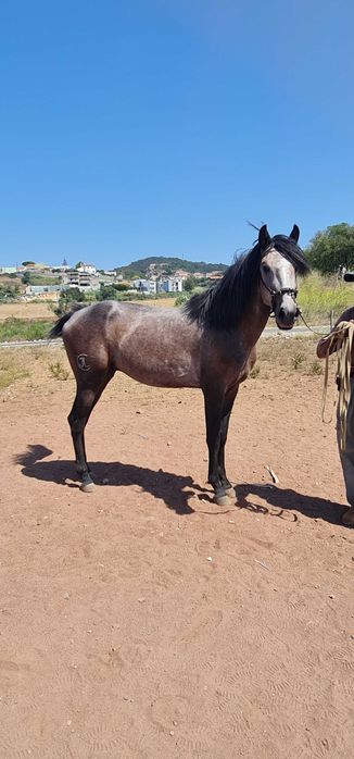 Cavalo Lusitano puro
