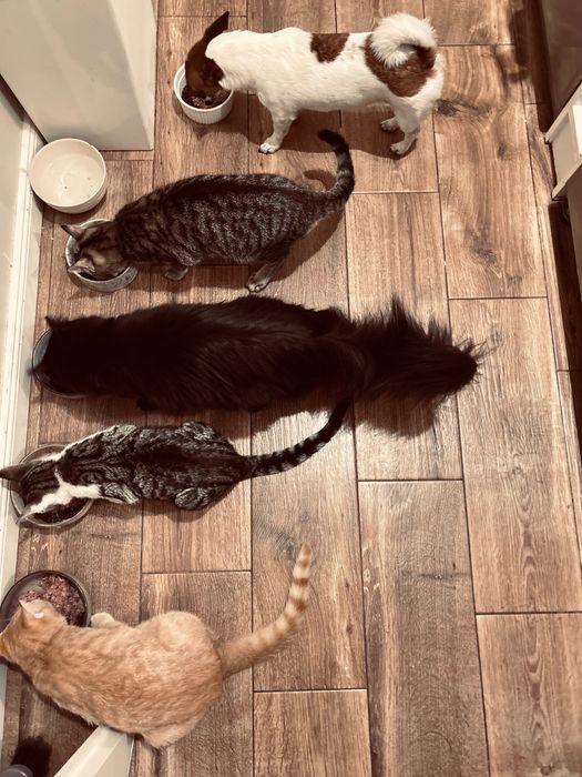 Delikatny Radziu szuka domu