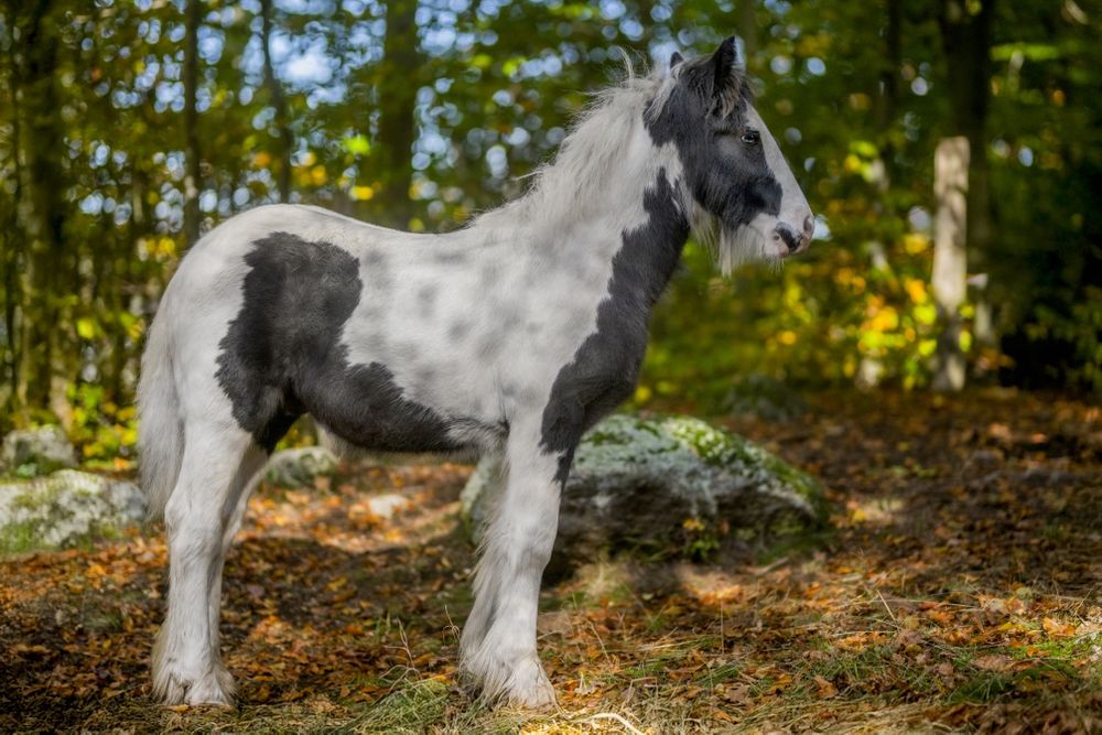 Tinker źrebak ogier