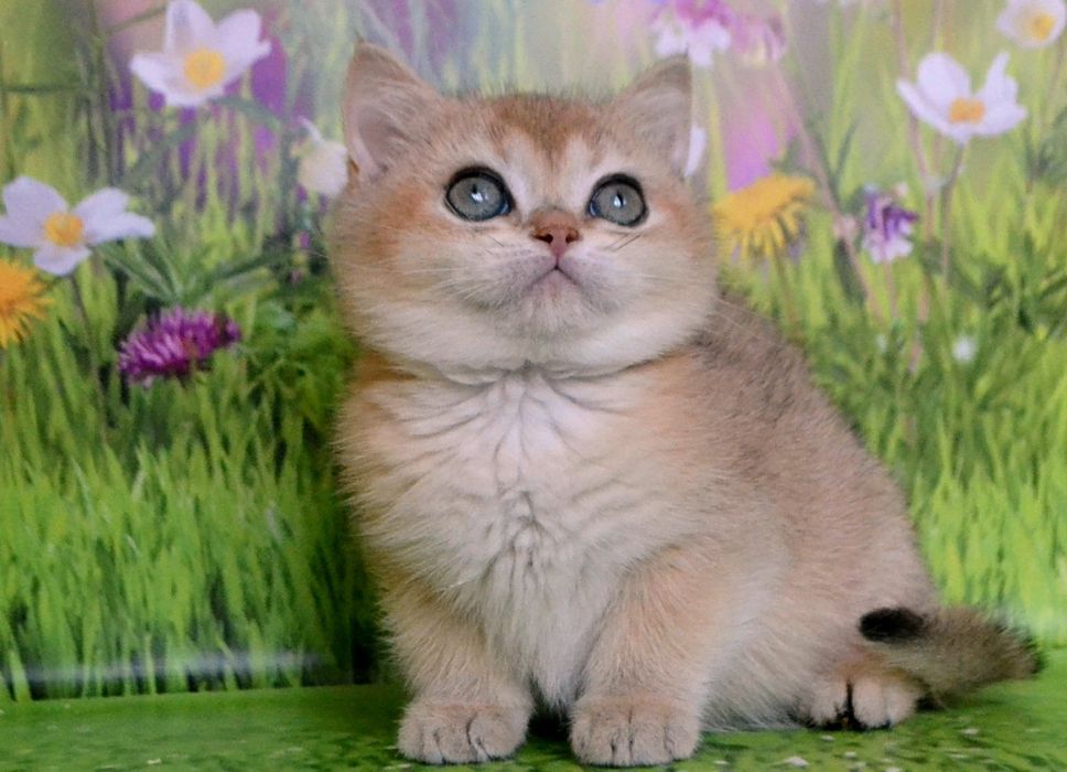 Красивейшая кошечка золотая шиншилла