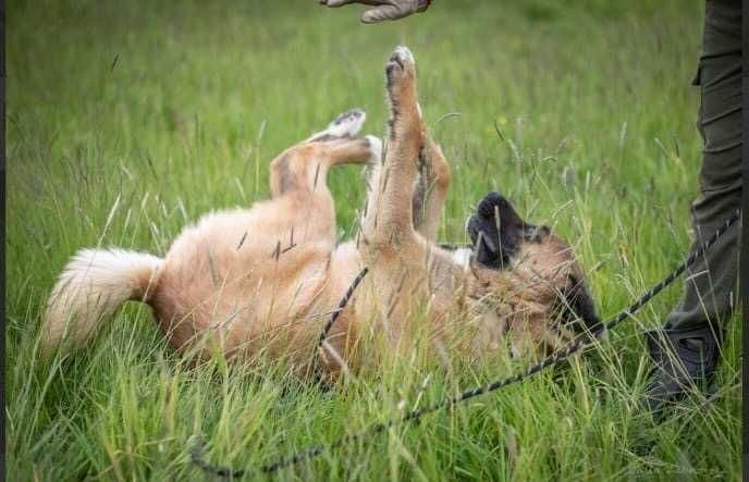 FOKUS duży pies o gołębim sercu