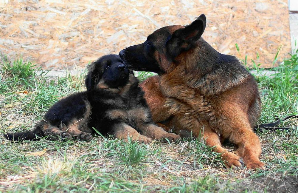 Кобель немецкой овчарки для вязки