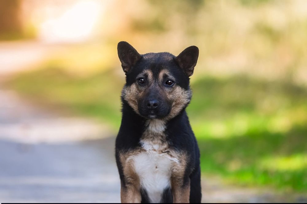Aron - wrażliwy piesek dla cierpliwego człowieka