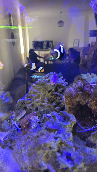 Aquario agua salgada COMPLETO