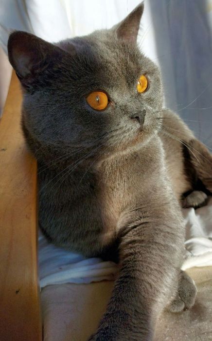 Шикарний британець запрошує на побачення шотл. і брит. кішечок.