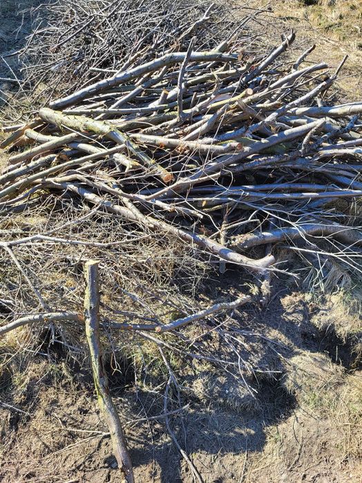 ODDAM gałęzie - mirabelka