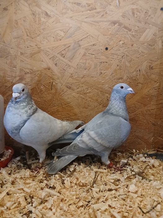 Gołębie pocztowe reduced