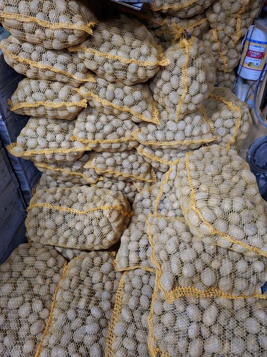 Ziemniaki w wielkosci sadzeniaka soraya 35-45  paszowe odpadowe drobne