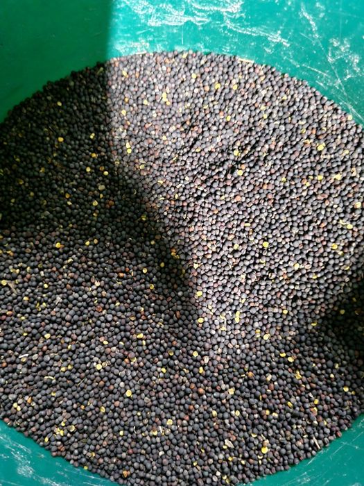 Rzepak Na Karme Dla Ptaków