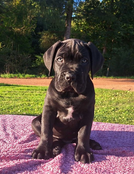 Cane Corso Szczeniaki