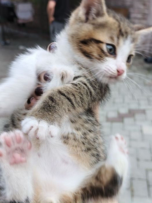 Кошенятко шукає дім