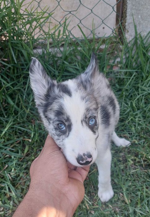 Collie blue merle