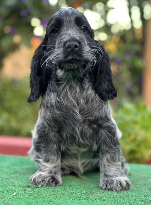 Cachorro Cocker Spaniel Americano De Raza Pura Profile For Cocker