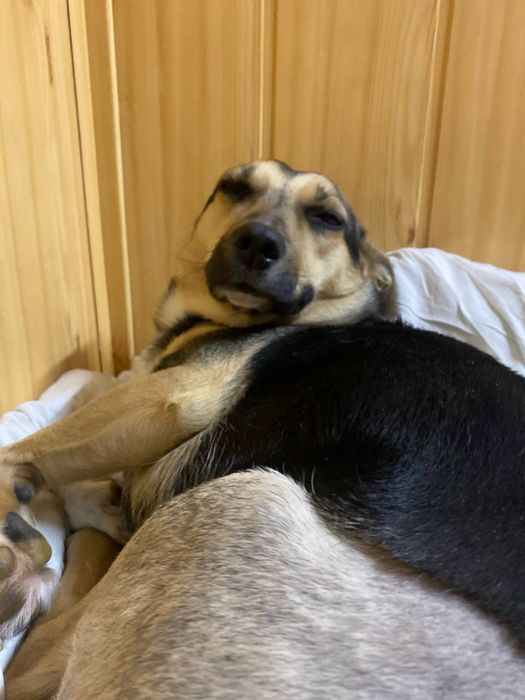 Собачка в добрі руки