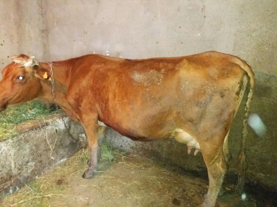 Продам коров на хозяйство
