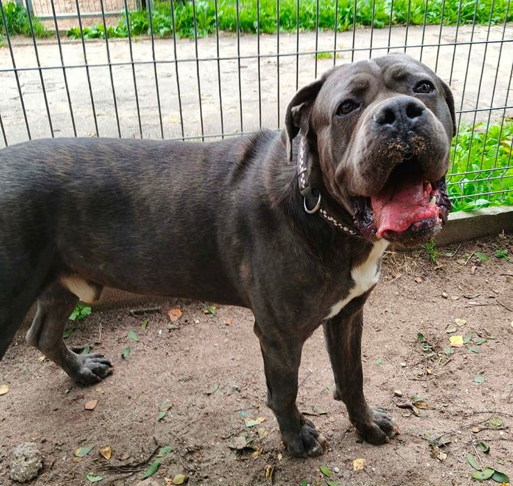 Tantor - przyjazny pies rasy cane corso