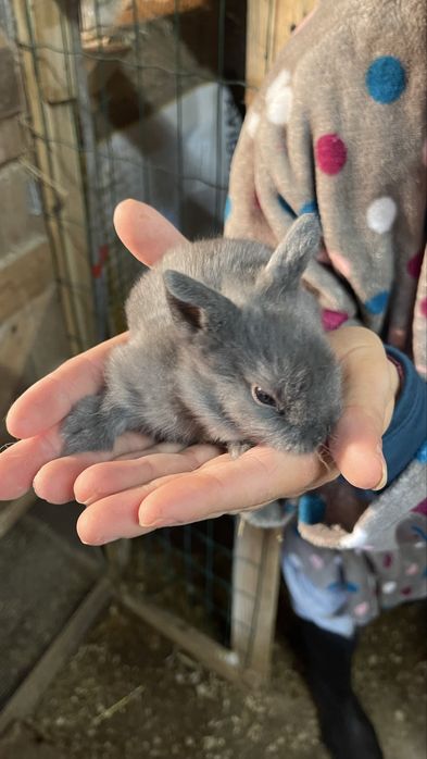 Coelhos anões angora