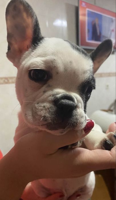 Bulldog frances macho