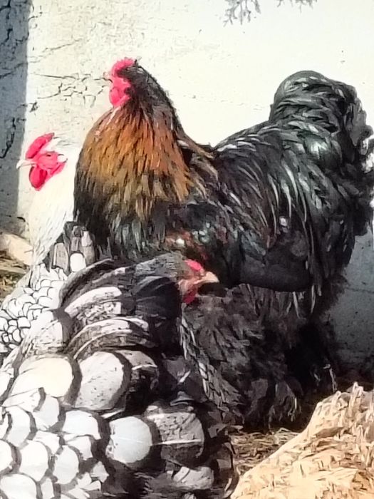 Kogut Kochin  olbrzymi