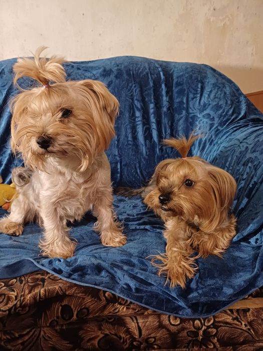 Цуценя Йорка стандарт