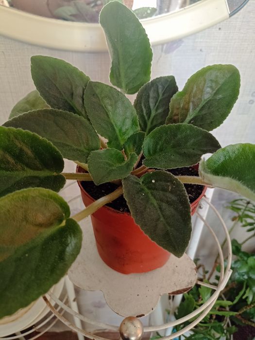 Продам фіалки, фиалки.