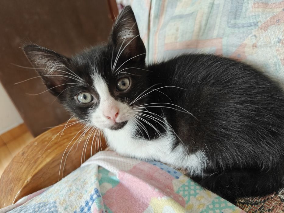 Gatinhos e gatos para adoção (saudáveis)
