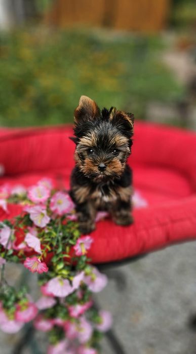 Mini Piesek Yorkshire terrier