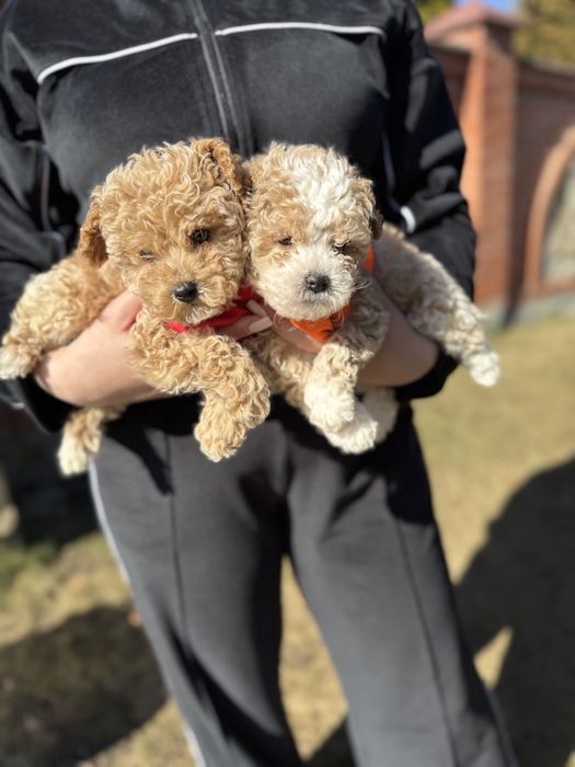 Шикарні мальтипу чіповані