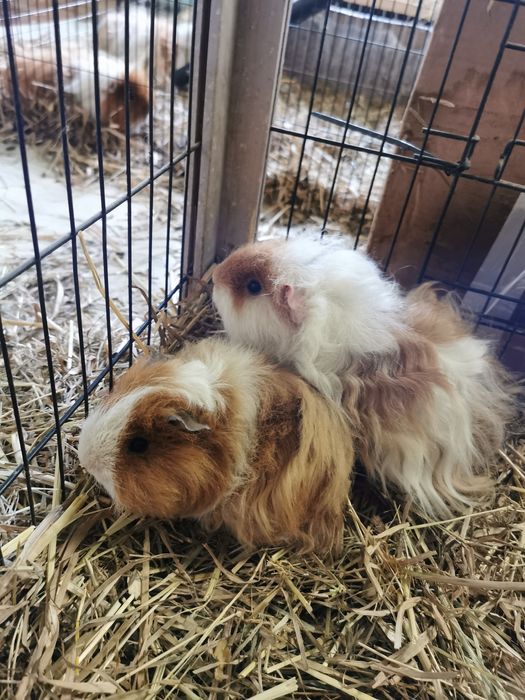 Świnki morskie dwa młode samczyki