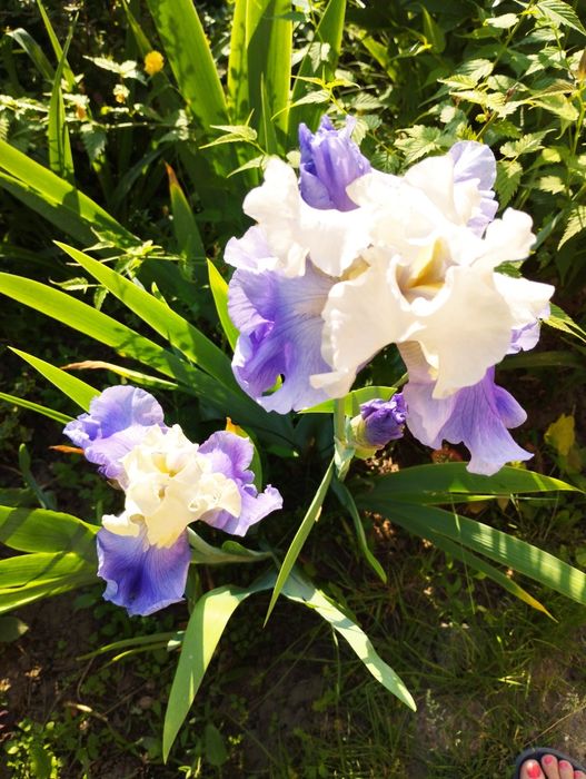 Высокорослые ирисы