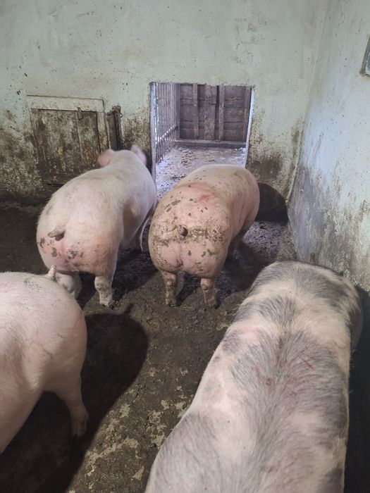 Свині живою вагою та тушами,е також доставка додому