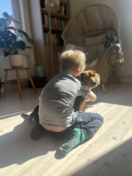 Szukam domu dla pieska - suczka jamnik