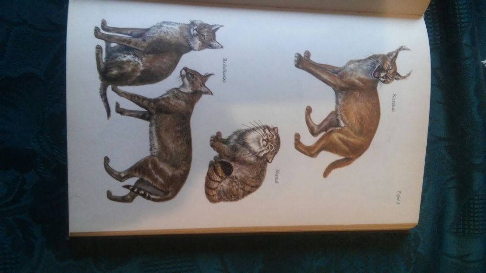 Stara książka Die katzen 1963