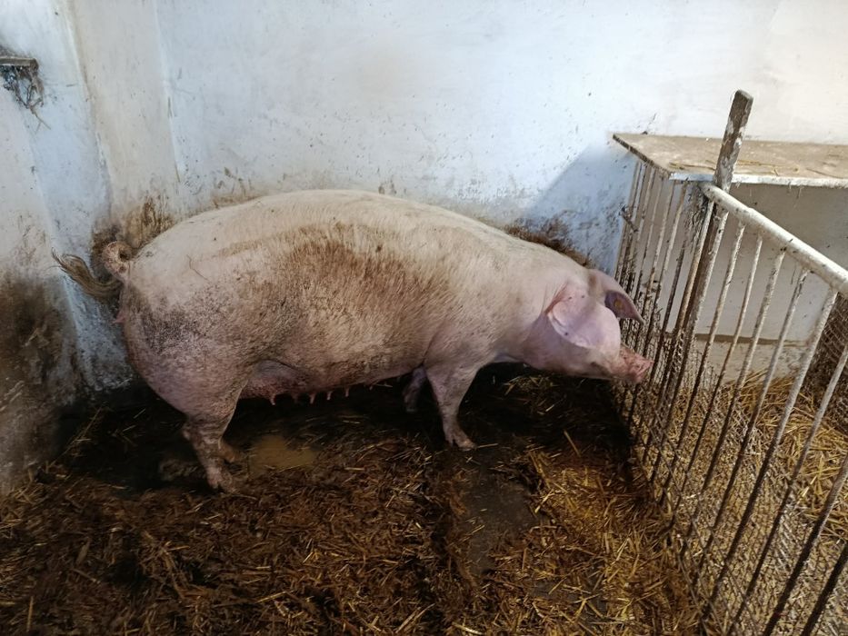 Sprzedam maciory drugi raz prośnę