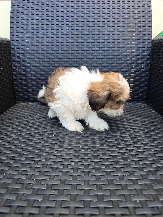 Shih Tzu Macho Faço ENTREGA