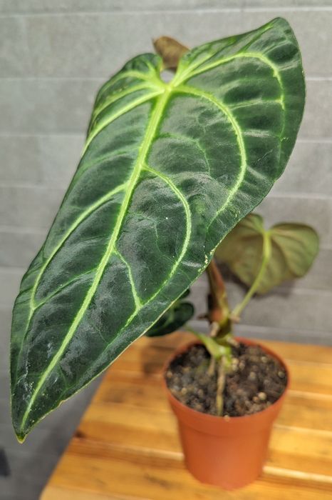 Антуріум  Регал.